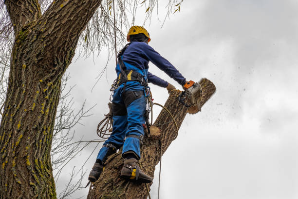 Best Tree Stump Removal  in USA